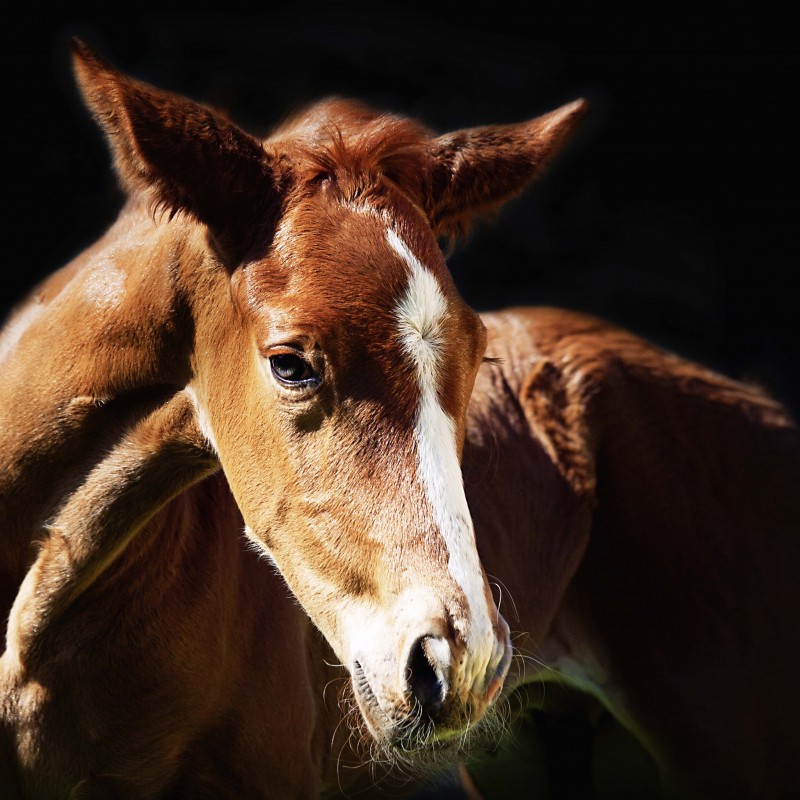 Stressreduktion beim Fohlenabsetzen hundkatzepferd