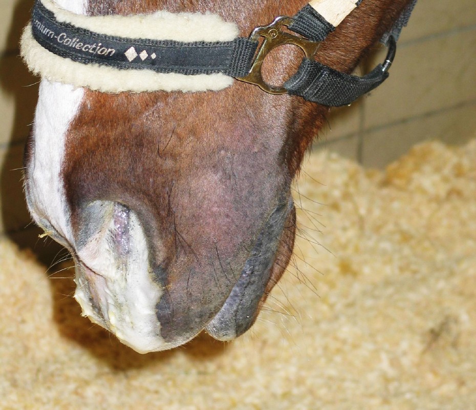 Herzrhythmusstörungen Pferd Symptome