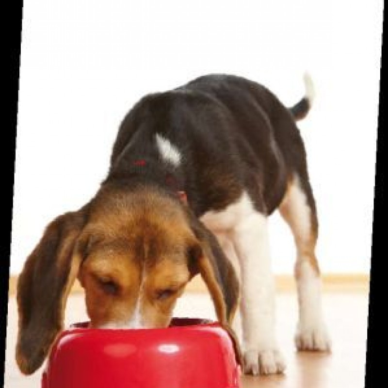 Richtig füttern bei Allergie oder Atopie hundkatzepferd