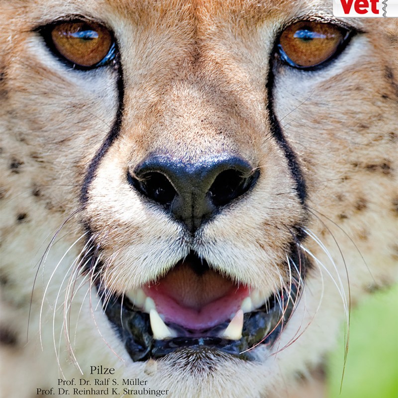 Tierarzt nicht erreichbar hundkatzepferd