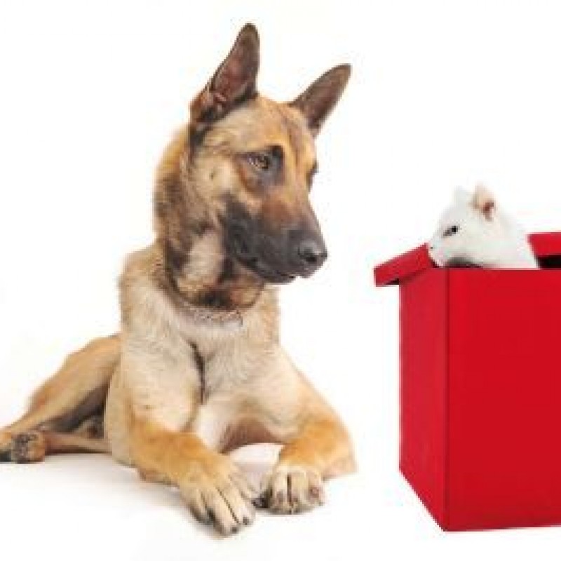 Krampfanfälle hundkatzepferd