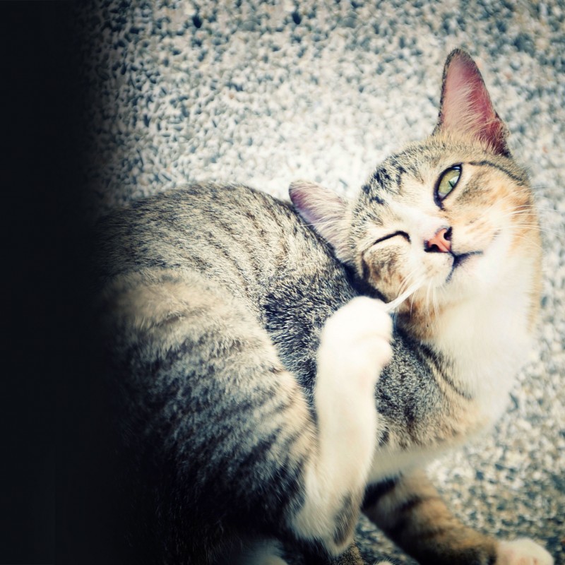 Problem Juckreiz hundkatzepferd