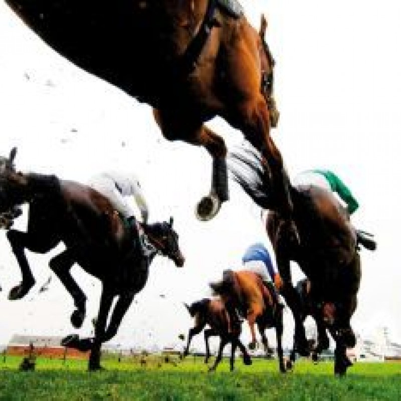 Erfolgsrezept hundkatzepferd