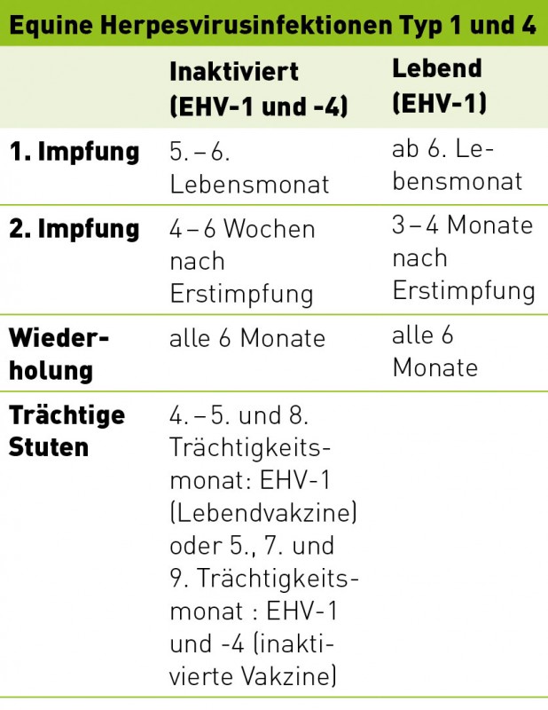 Influenza Pferd Grundimmunisierung