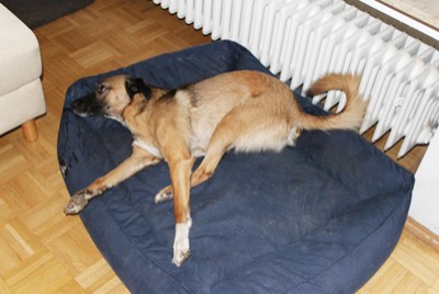 Epilepsie bei Hund und