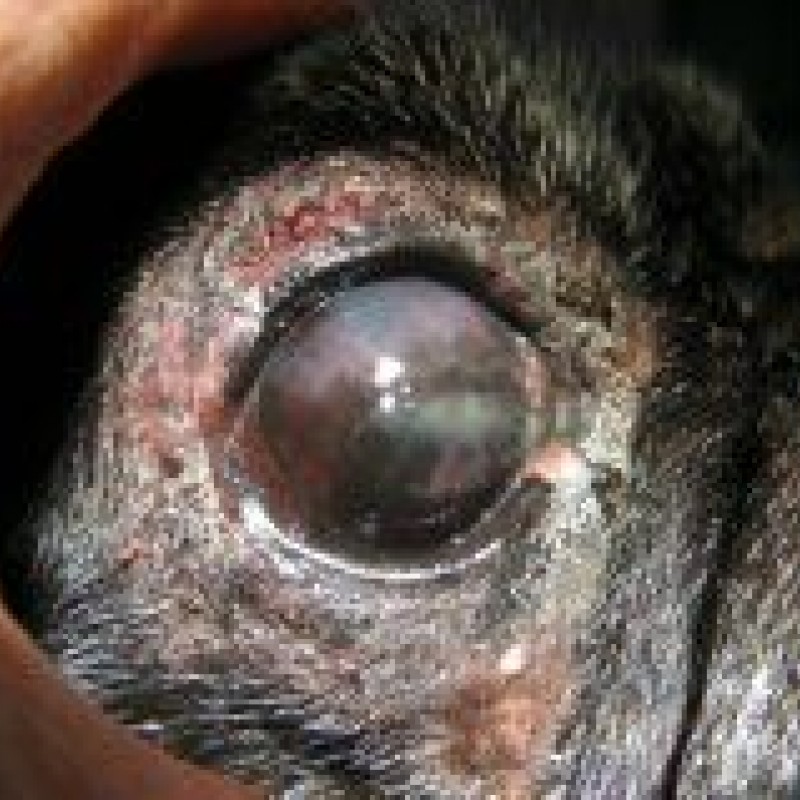 Keratitis Hund