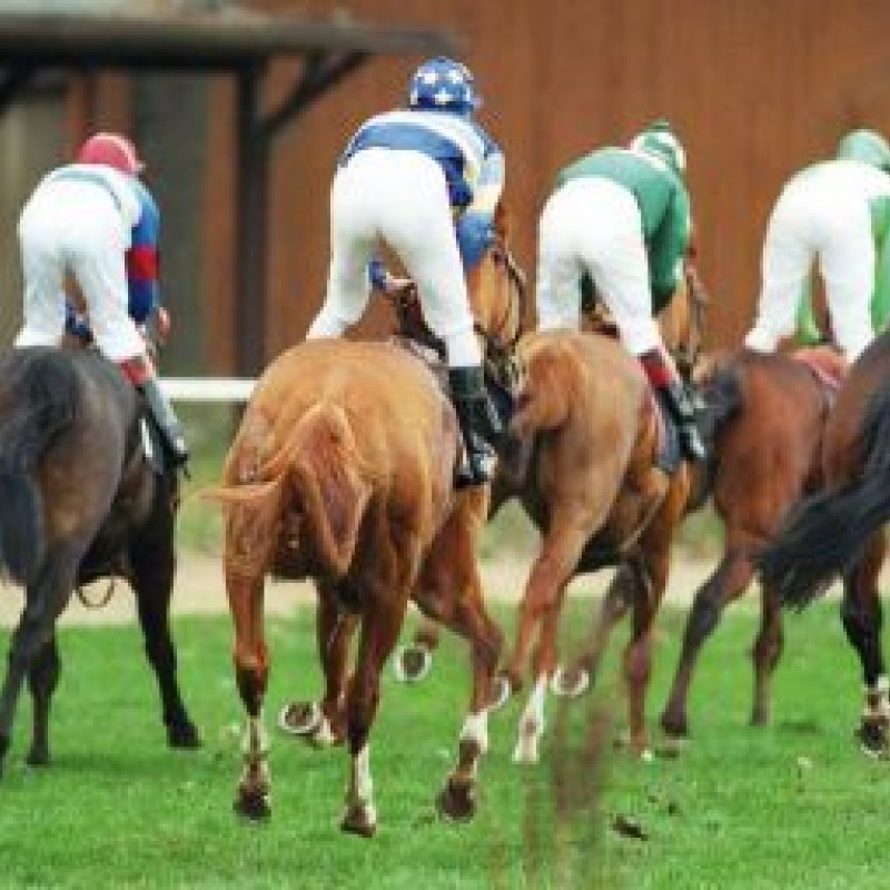 Was tun?? hundkatzepferd