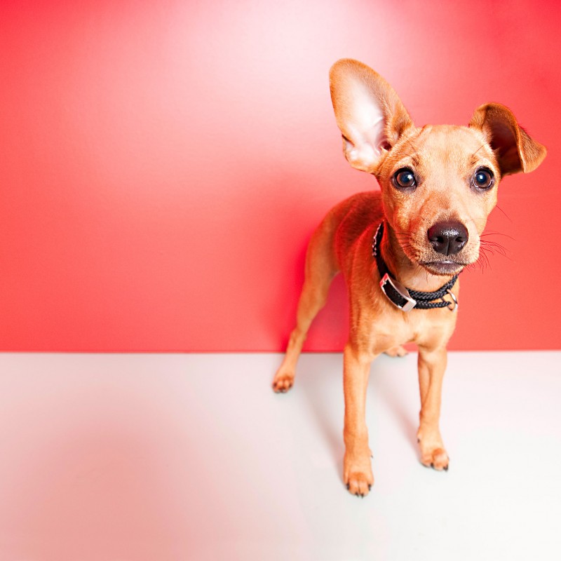 Pruritus beim Hund was kann man tun? hundkatzepferd