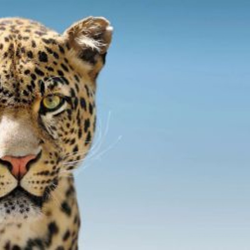 Wie Viel Wiegt Ein Leopard