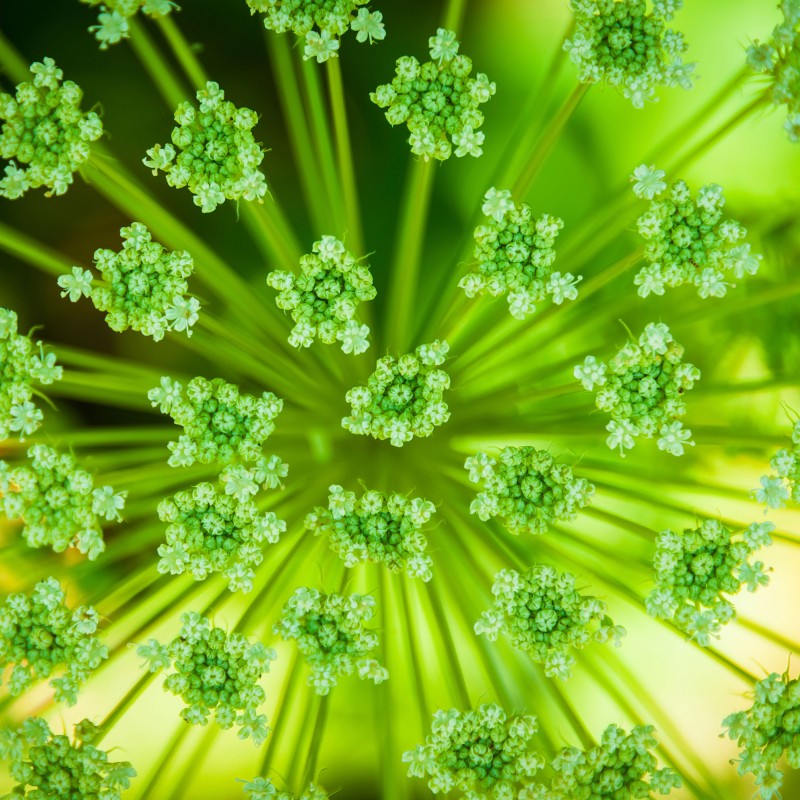 Riesenbärenklau (Heracleum mantegazzianum) verursacht Photodermatitis