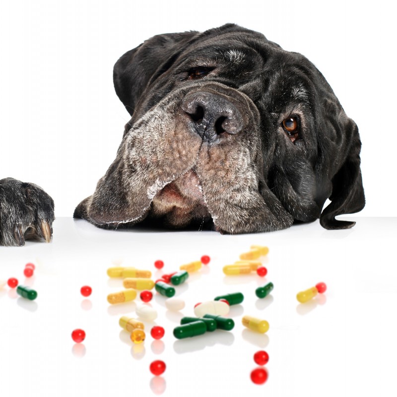 Tierarzneimittel hundkatzepferd